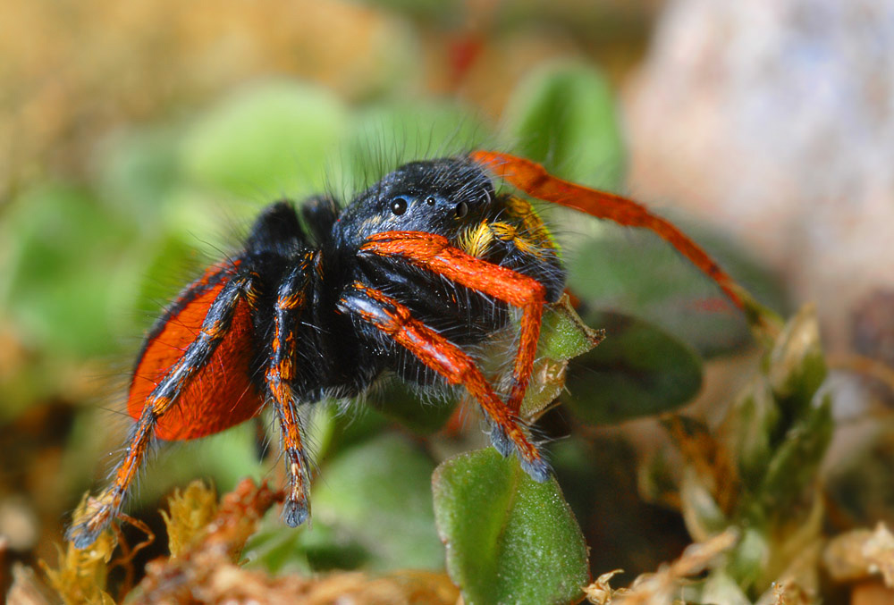 Springspinne (Philaeus chrysops), eine in Deutschland ganz seltene Spinne