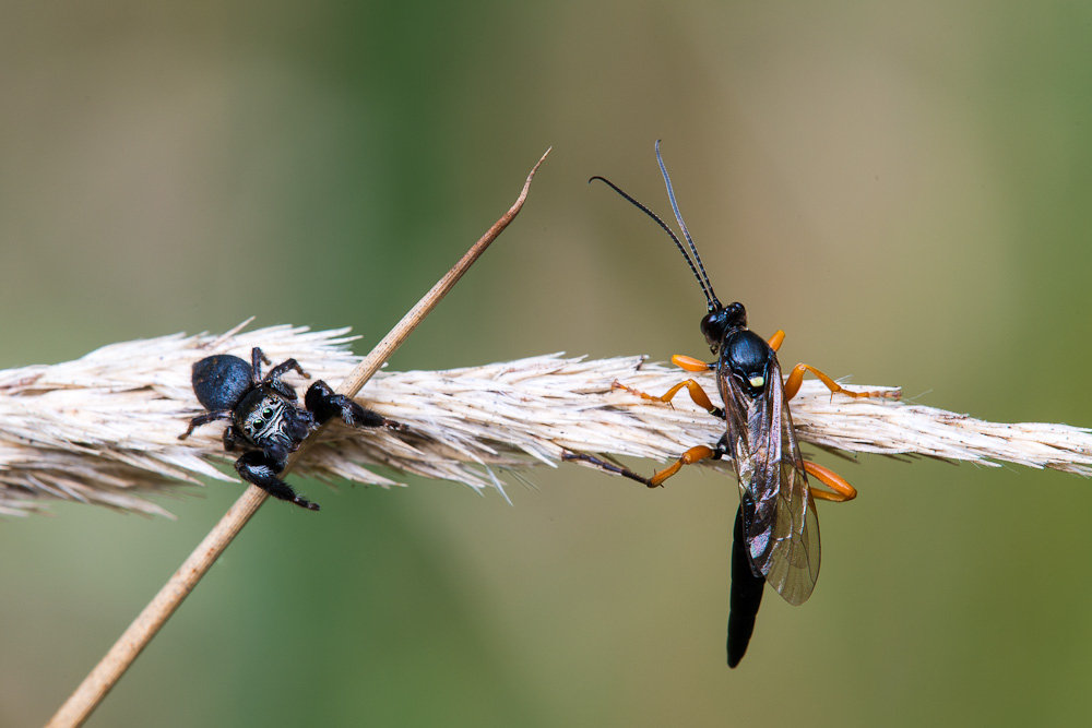 Springspinne und Flickenschlupfwespe