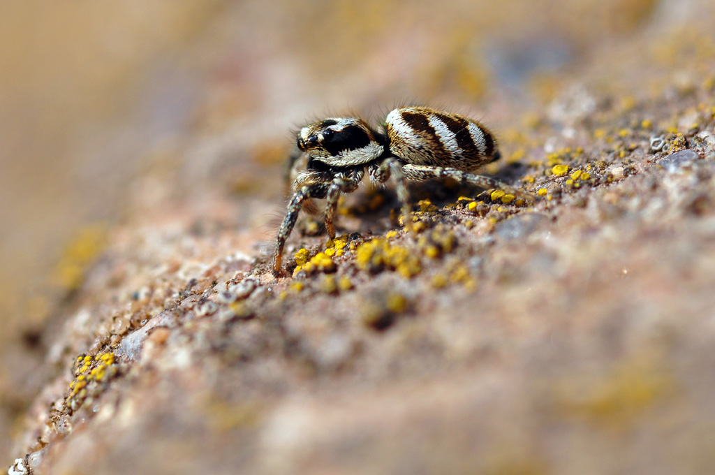 Springspinne