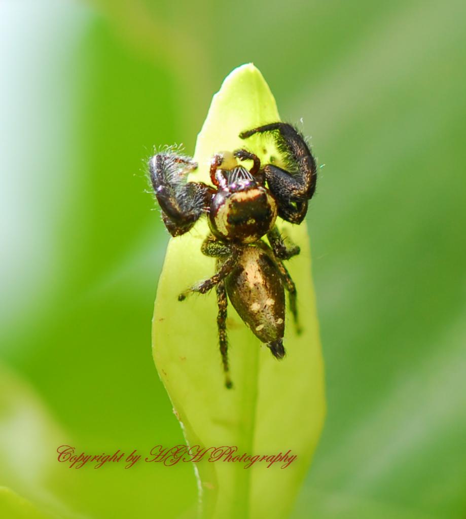 Springspinne