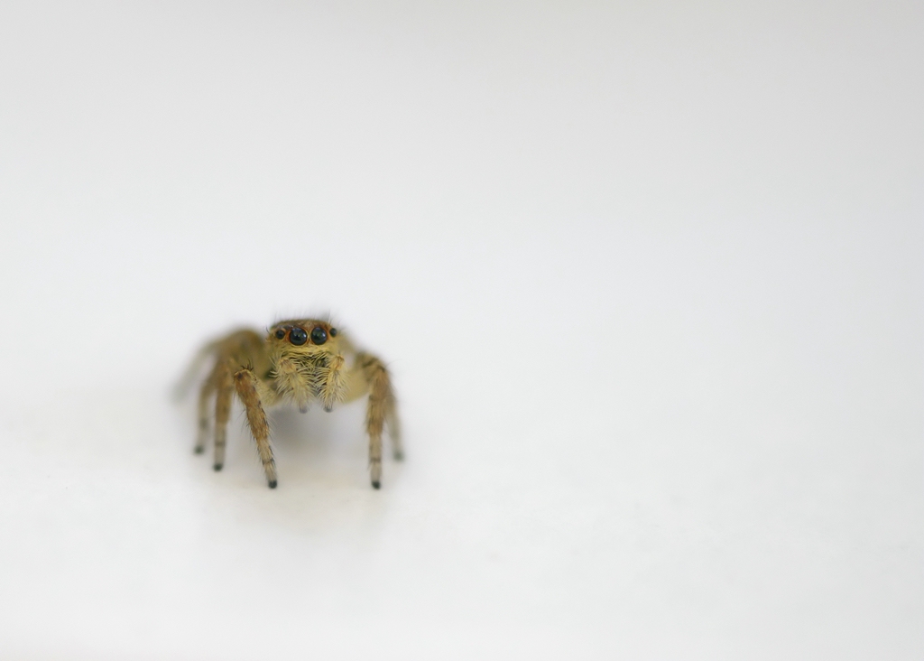 Springspinne