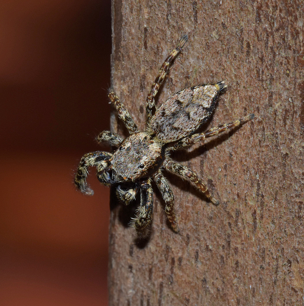 Springspinne
