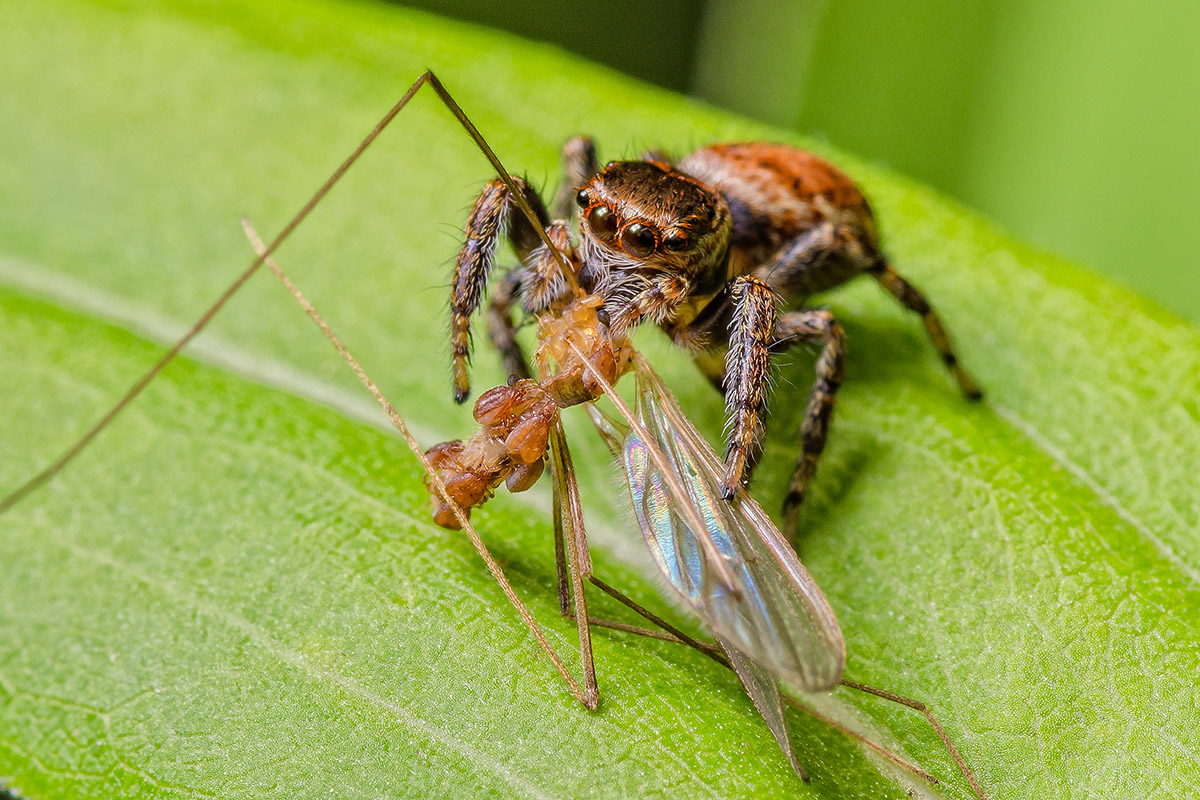 Springspinne