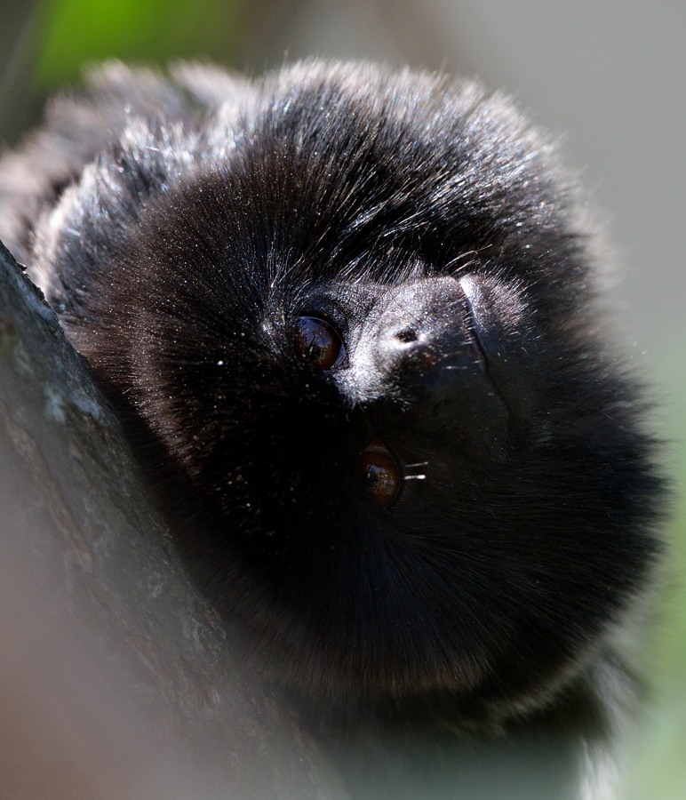 Springtamarin
