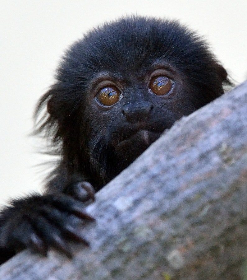 Springtamarin