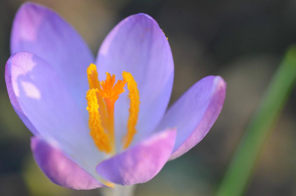 springtime