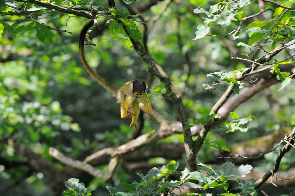 Sprung
Totenkopfaffe
Tiergarten Nürnberg