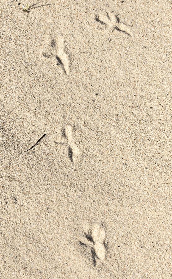 Spuren im Sand