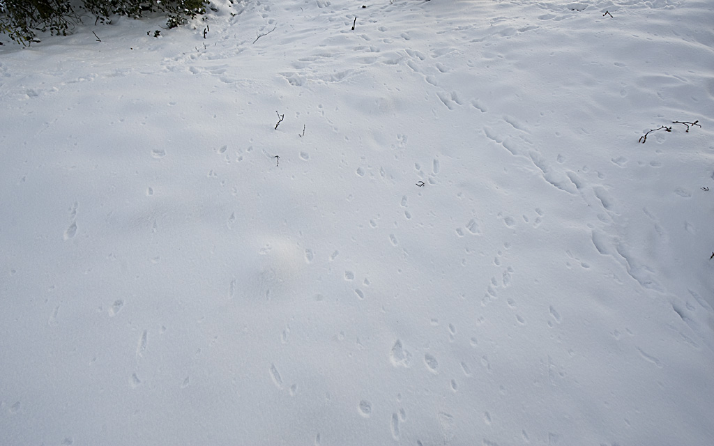 Spuren im Schnee 1k
