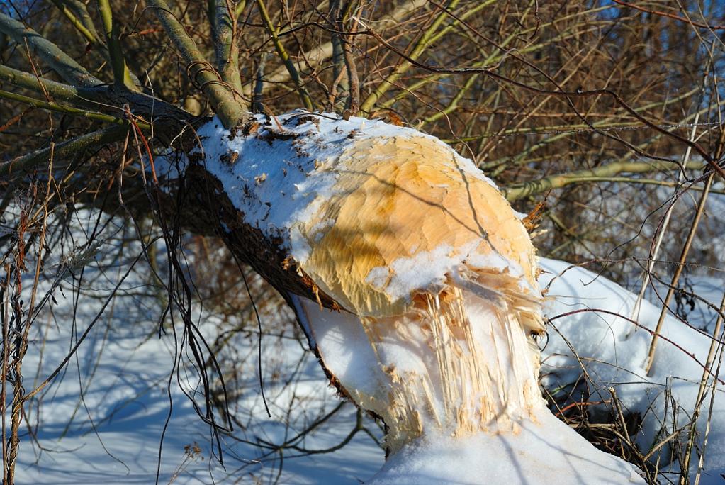 Spuren in der Natur