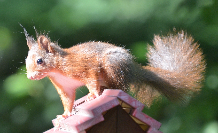squirrel 1