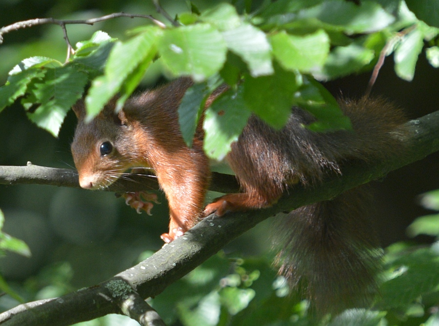 squirrel 2