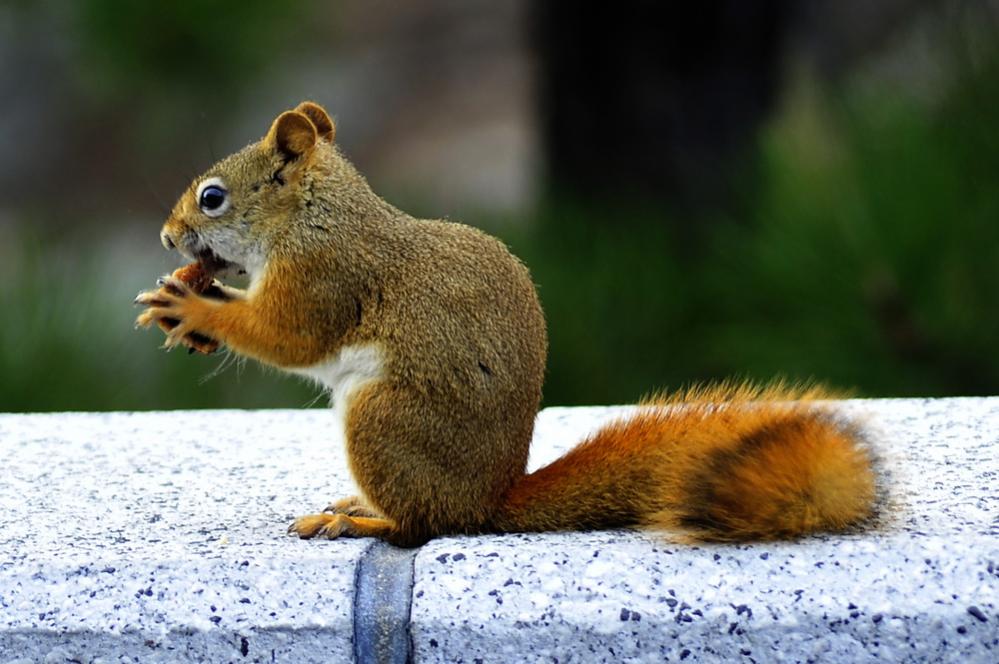 Squirrel