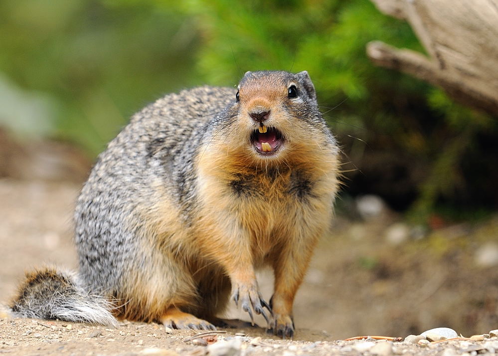 squirrel