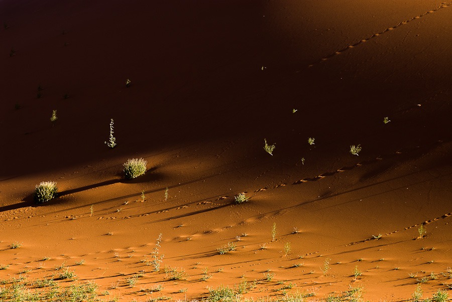 SSV01