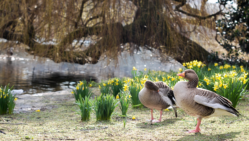 St. James Park
"Canada Goose"
Beim Sonnen und Putzen