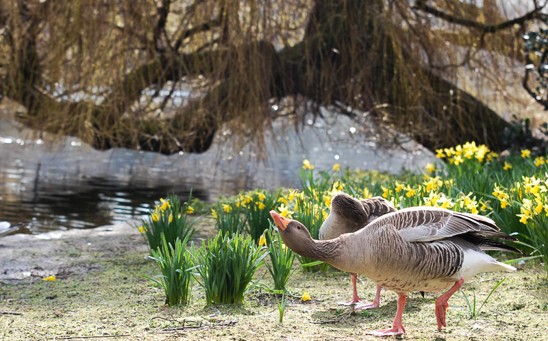 St. James Park
"Canada Goose"
In Drohhaltung