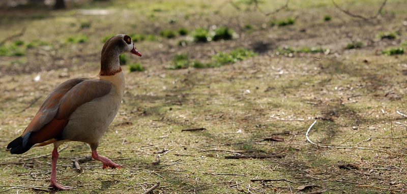 St. James Park
"Egyptian Goose"
Anscheind selbst angesiedelt.