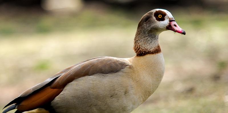 St. james Park
"Egyptian Goose"