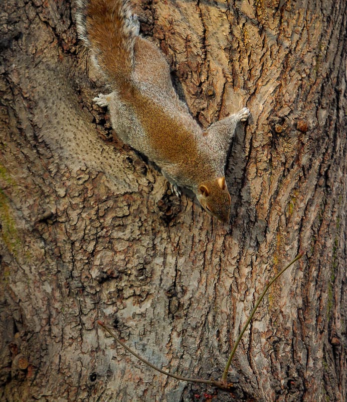 St. James Park
"Grey Squirrel"
Tarnung Perfekt
Schnitt 2