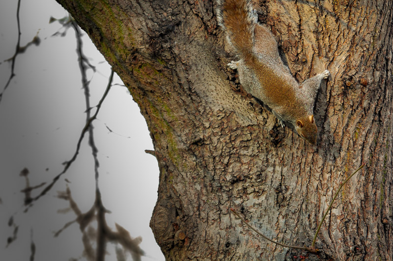St. James Park
"Grey Squirrel"
Tarnung Perfekt