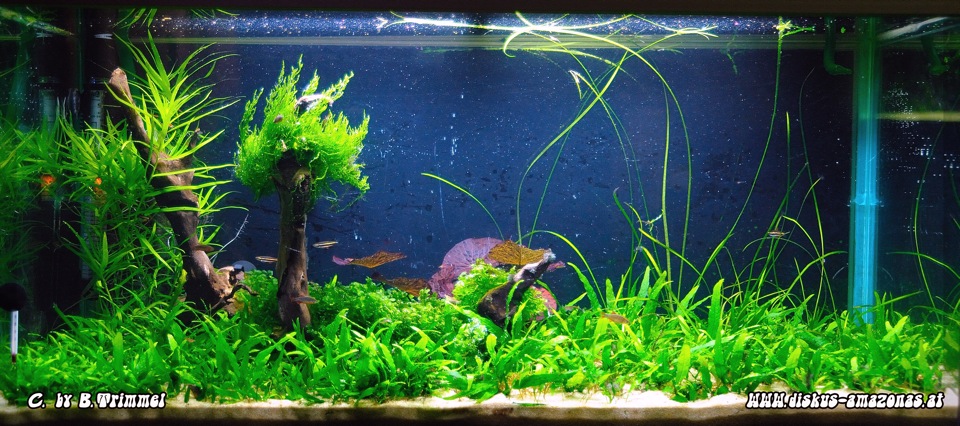 Stachelaalgarnelenbecken 1