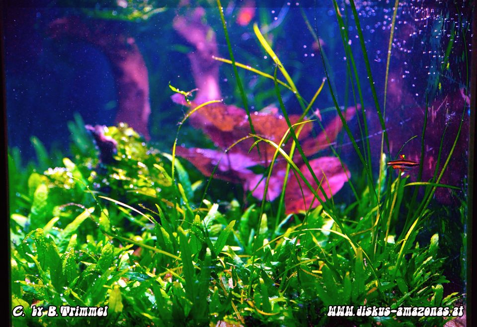 Stachelaalgarnelenbecken 1