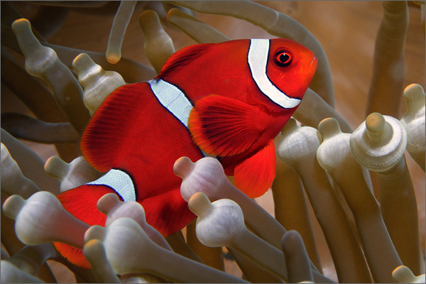 Stachelanemonenfisch
Tauchplatz ' Batu Mandi ' / Sulawesi / Indonesien
Nikon D300, AF-S 2.8/60 mm Makro