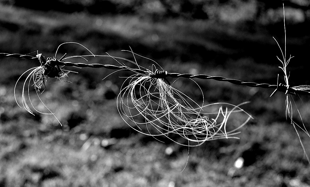 stacheldraht