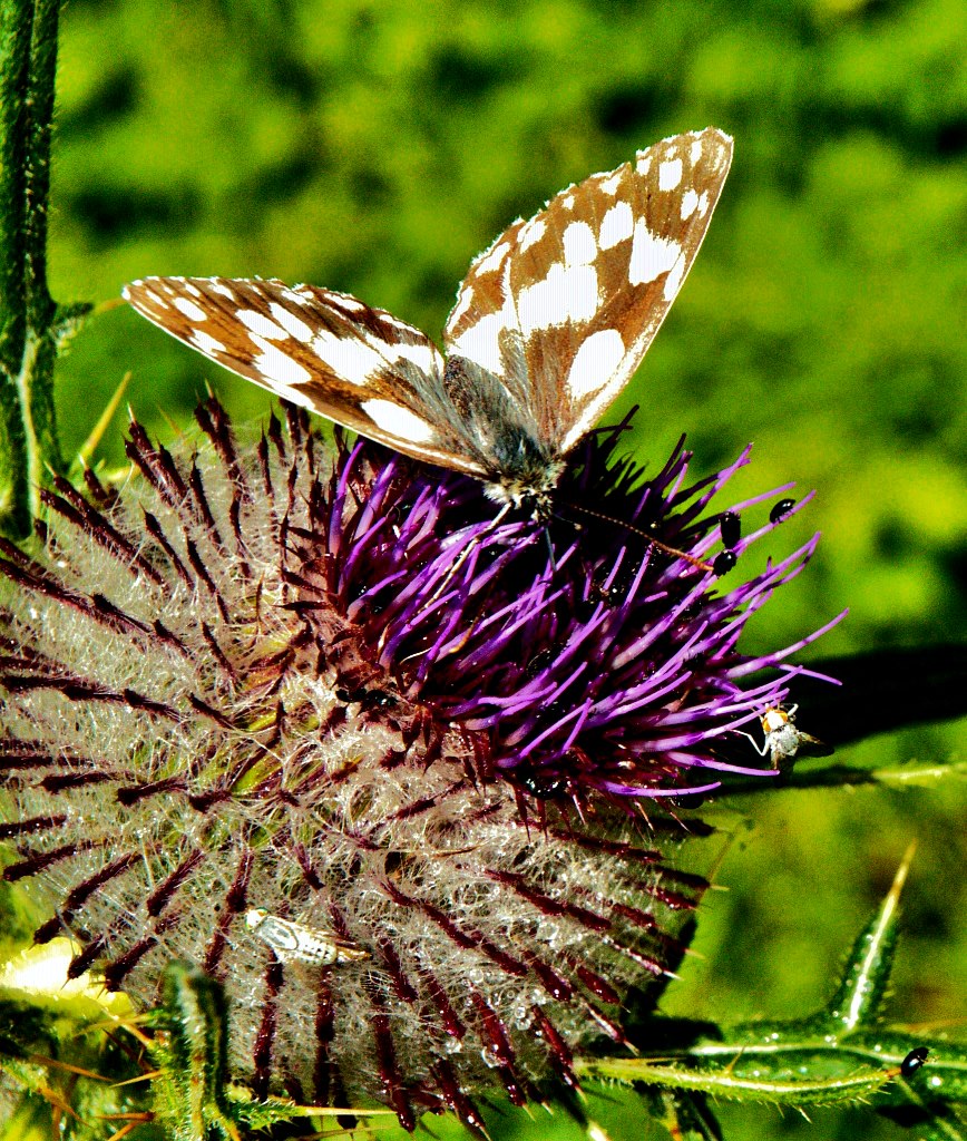 Stachliger Landeplatz 2