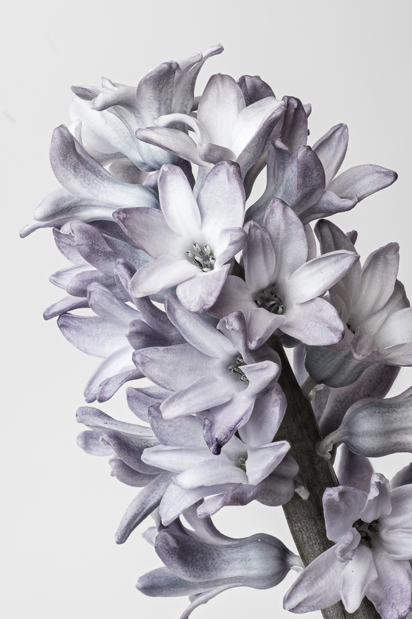 stack2final-900px-faded.jpg