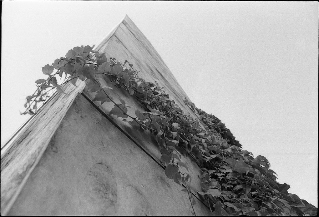 Stadtflora