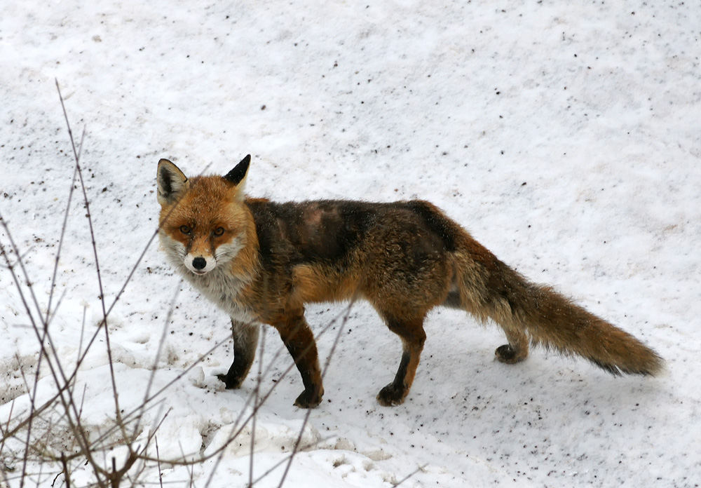 Stadtfuchs