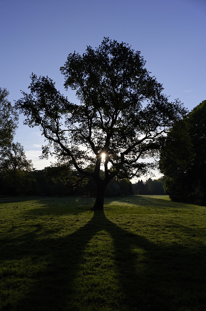 Stadtparkeiche