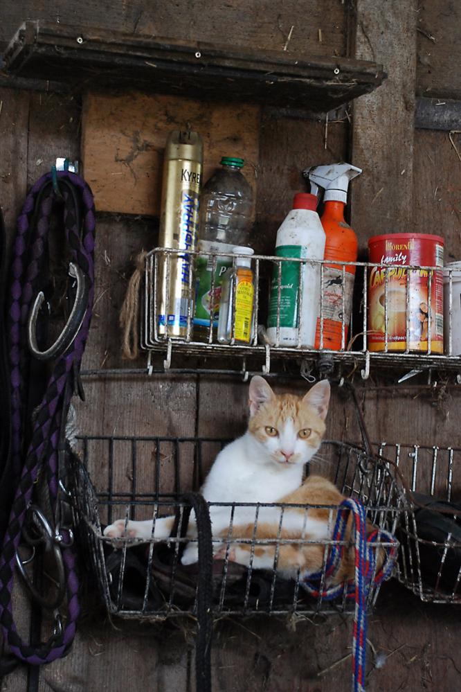 Stallkatze 1