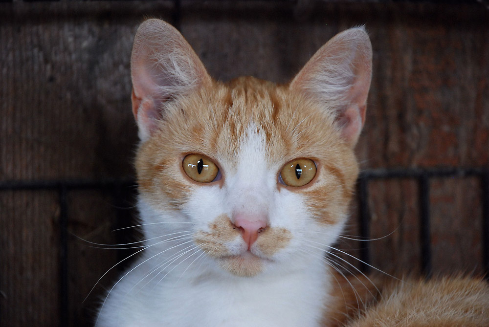 Stallkatze 2