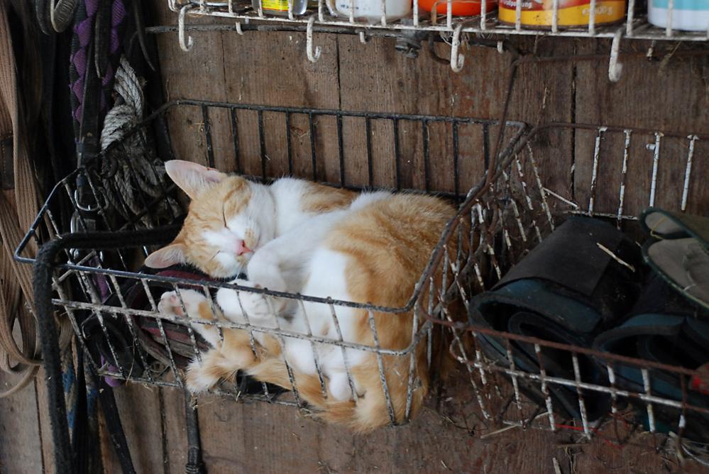 Stallkatze 3