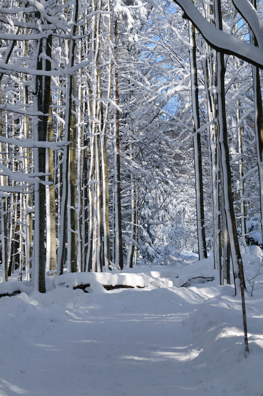 Stangenwald
