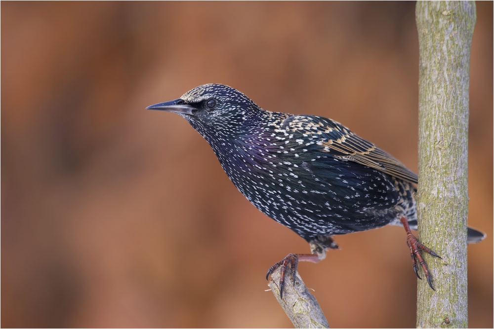 Star (Sturnus vulgaris)