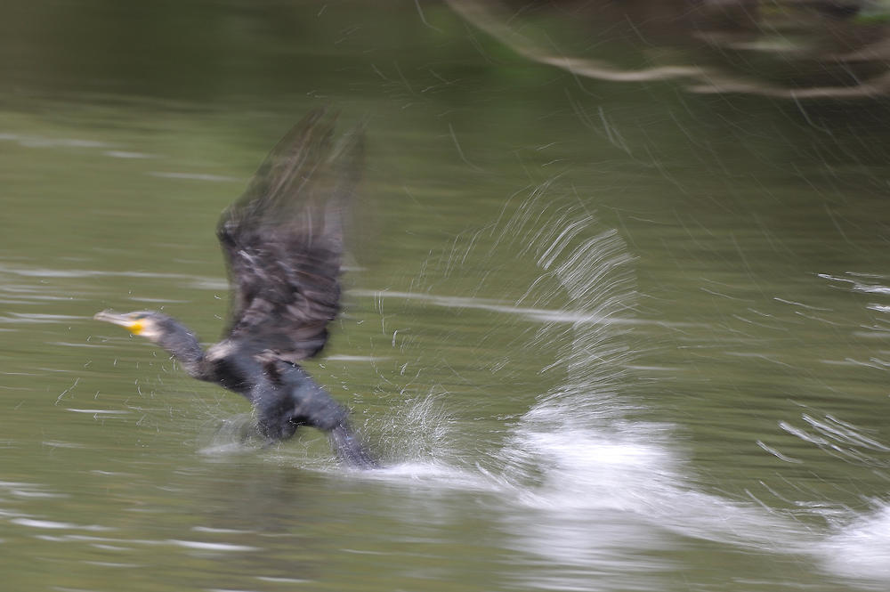 Startender Kormoran