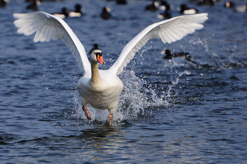 Startender Schwan
