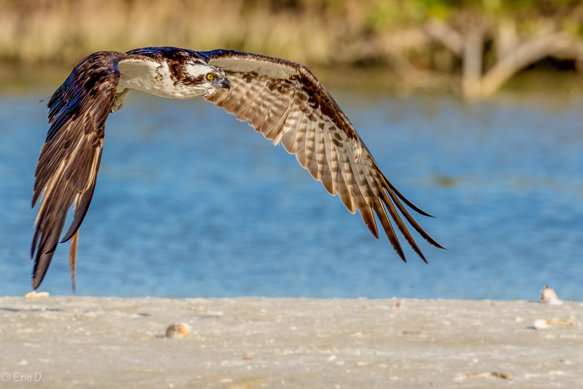 Starting Osprey