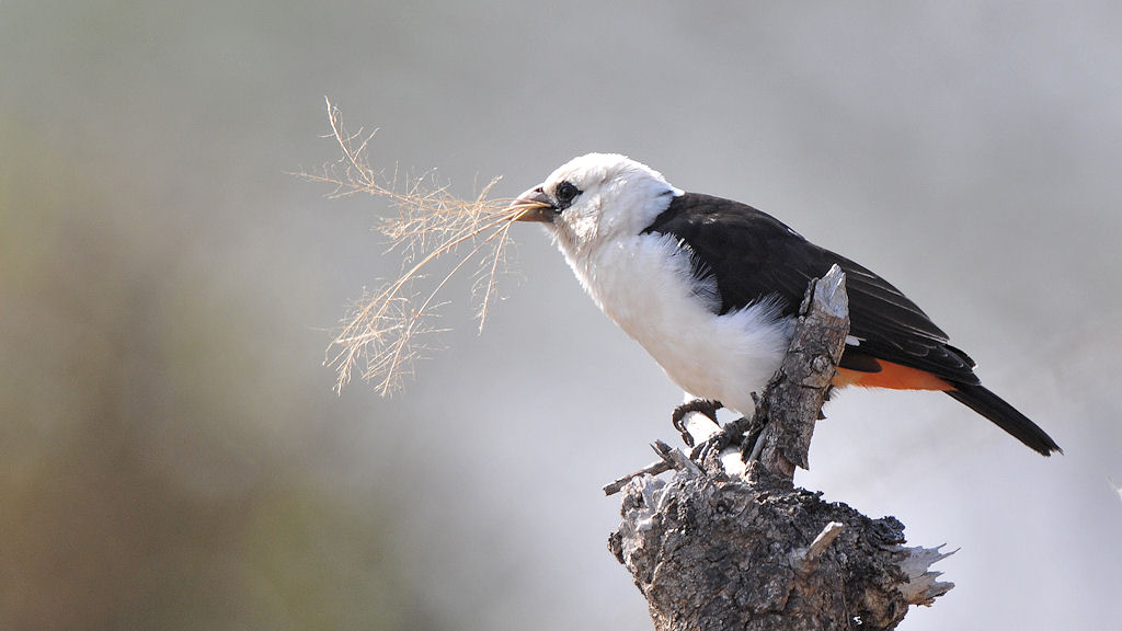 Starweber (White Headed Buffelo Weaver)
Serengeti
5298