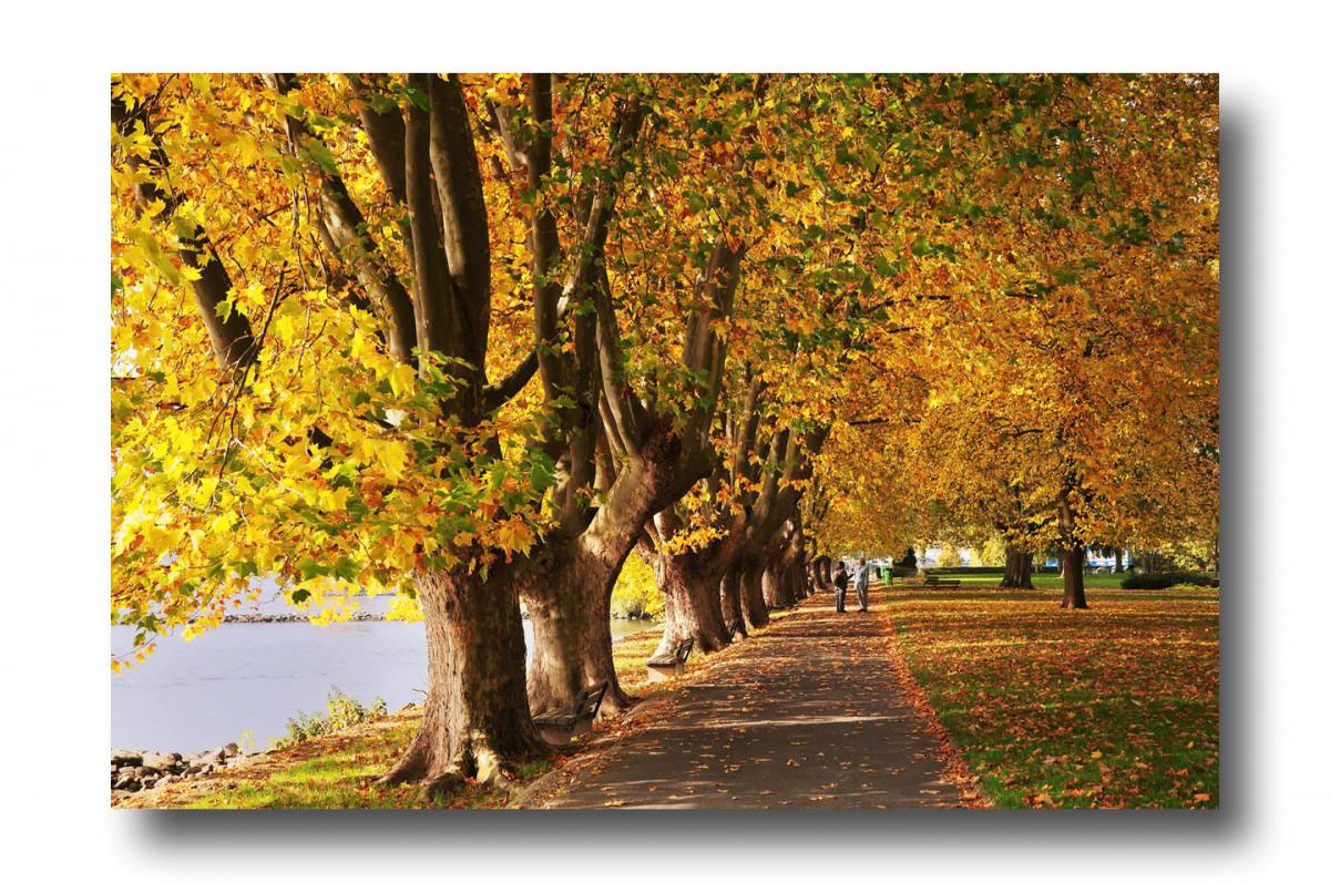 STD 0455 Allee am Rhein 1200px sRGB