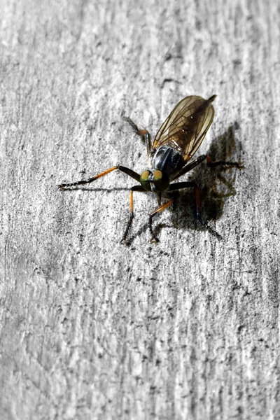 Stechfliege ColorKey