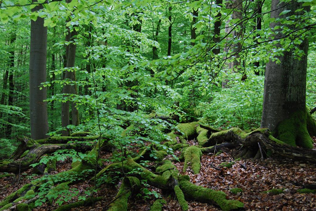 Steigerwald