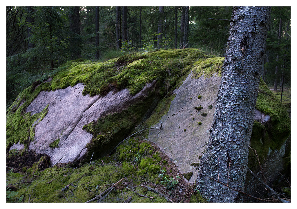 stein im wald3
