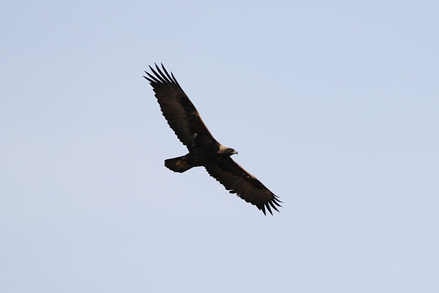 Steinadler 2