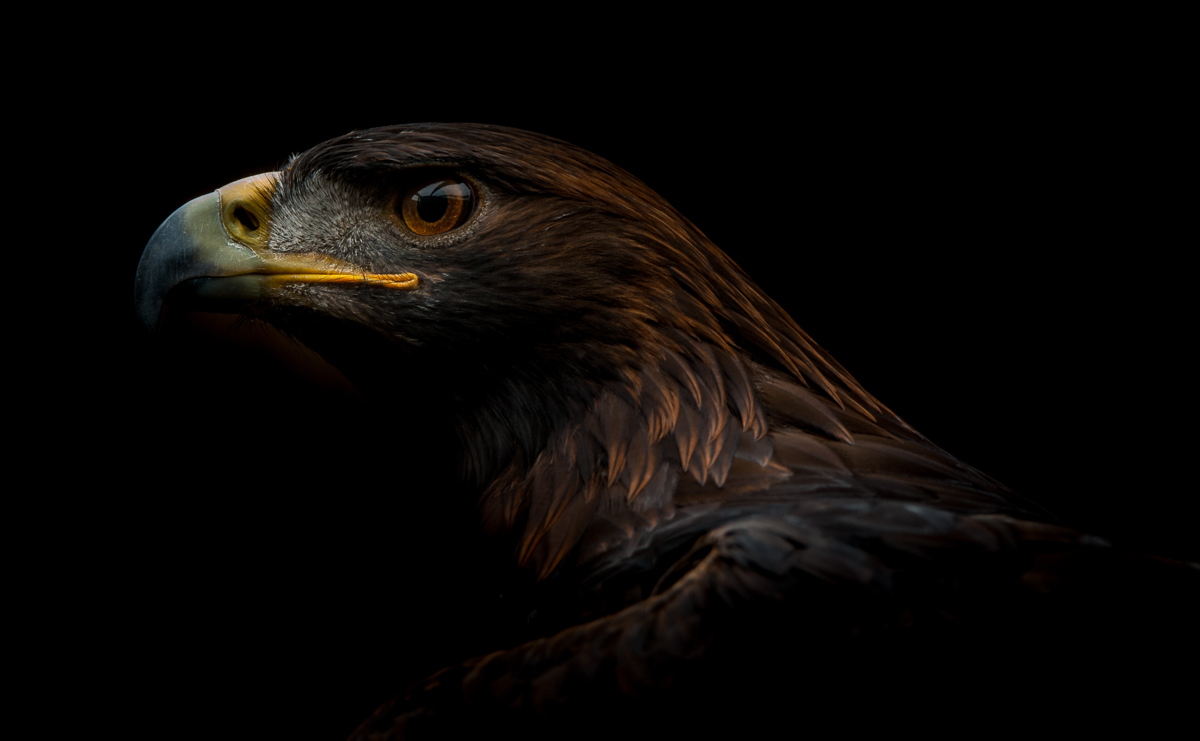 Steinadler , D700, Iso 1600, &amp;,3, 1/80stel, 450 mm