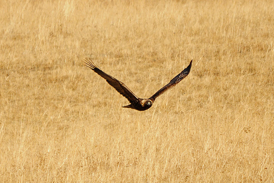 Steinadler im Anflug